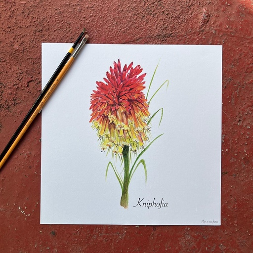 [5835] AFFICHE LE KNIPHOFIA