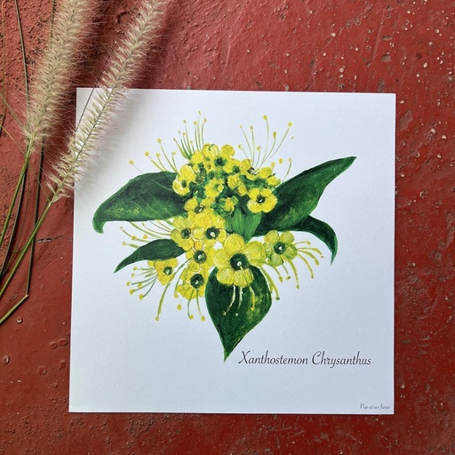 [5439] AFFICHE LE XANTHOSTEMON