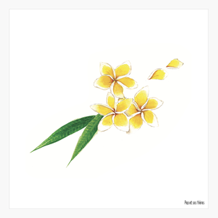 AFFICHE - LES FLEURS DE FRANGIPANIER